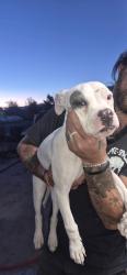 Found/Stray Female Dog last seen Carey and castleberry, Las Vegas, NV 89156