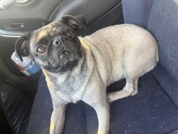 Found/Stray Female Dog last seen Near stone and 1st., Tucson, AZ 85705