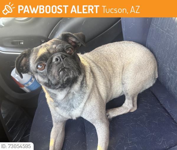 Found/Stray Female Dog last seen Near stone and 1st., Tucson, AZ 85705