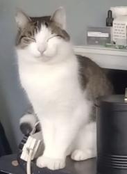 Lost Male Cat last seen Old Shoreham road, Southwick, England 