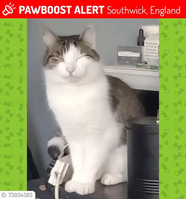 Lost Male Cat last seen Old Shoreham road, Southwick, England 
