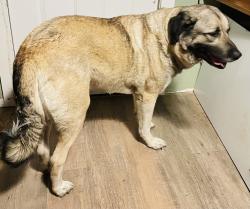 Reunited Unknown Dog last seen Sleater Kenny Road, Olympia, WA 98516