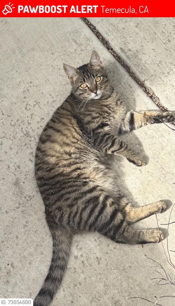 Lost Male Cat last seen beamer court, Temecula, CA 92592