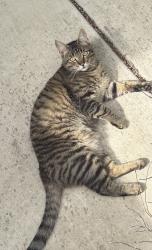 Lost Male Cat last seen beamer court, Temecula, CA 92592