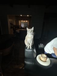 Lost Male Cat last seen Norman Ave, Gresham, OR 97030