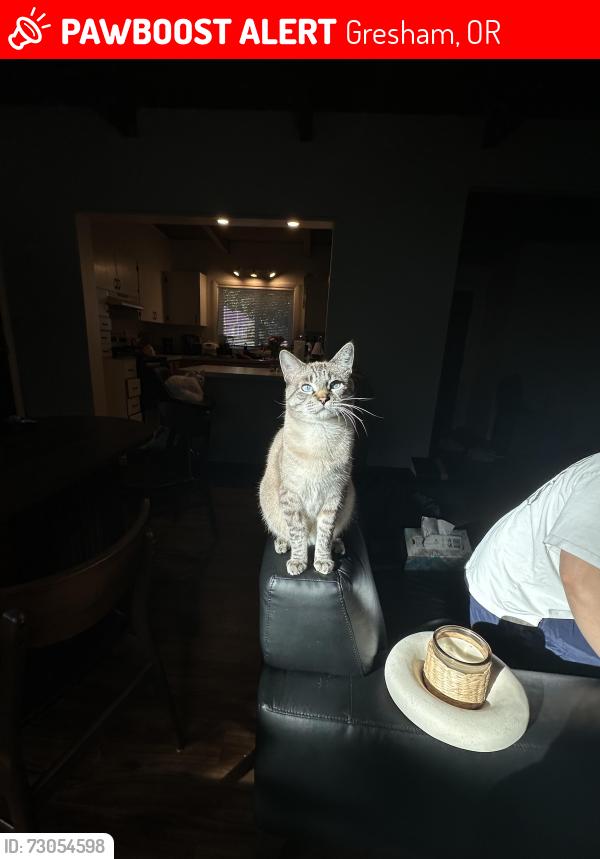 Lost Male Cat last seen Norman Ave, Gresham, OR 97030