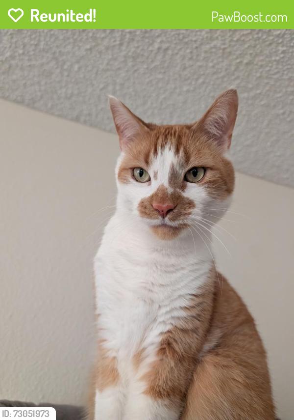 Reunited Male Cat last seen 132nd St e, by Starbucks, Ivars and Movie theater , Puyallup, WA 98373