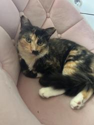 Lost Female Cat last seen Heatherfield & Fruitwood Way, Tracy, CA 95376