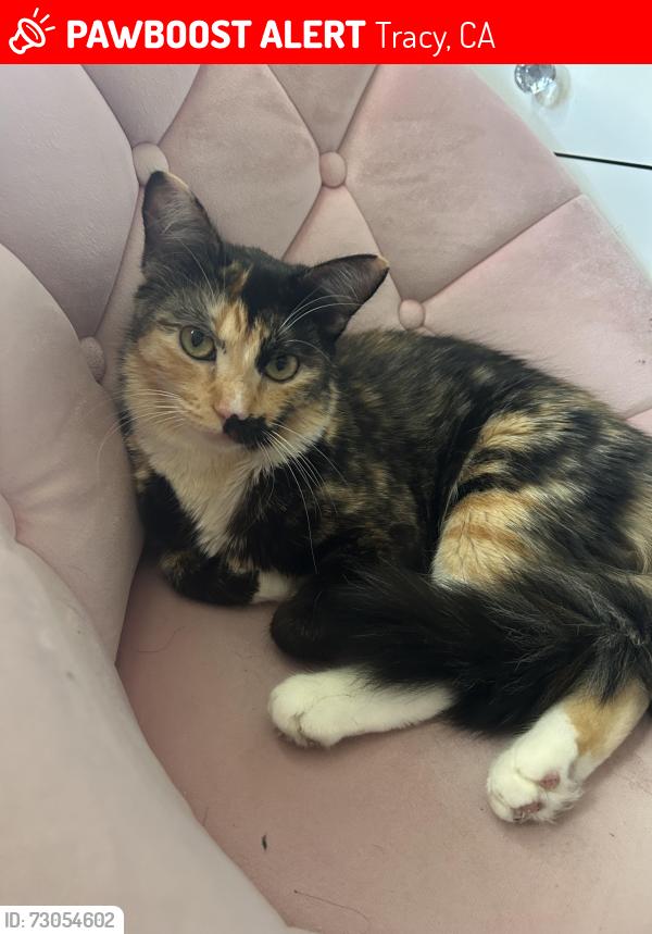 Lost Female Cat last seen Heatherfield & Fruitwood Way, Tracy, CA 95376