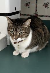 Lost Female Cat last seen Ballyntyne Rd S & roisant Creek Road, Salem, OR 97306