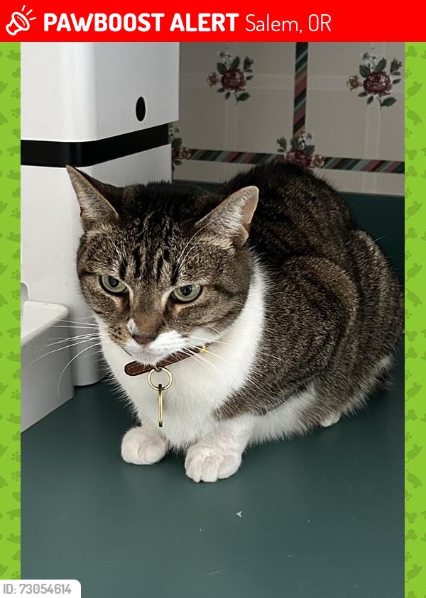 Lost Female Cat last seen Ballyntyne Rd S & roisant Creek Road, Salem, OR 97306