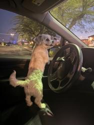 Lost Male Dog last seen Avion ln, Victorville, CA 92394