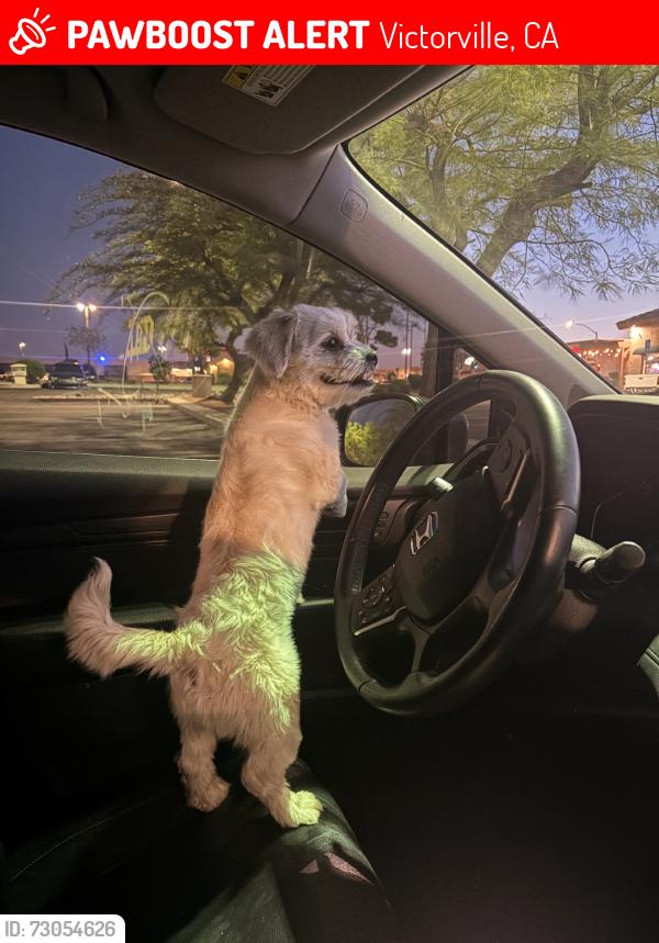 Lost Male Dog last seen Avion ln, Victorville, CA 92394