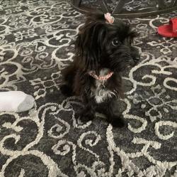 Lost Female Dog last seen Near Roosevelt ave , Richmond, CA 94805