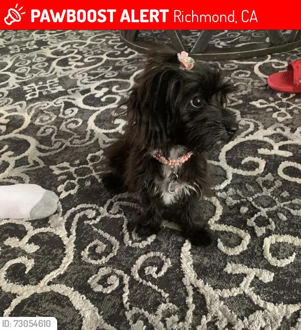 Lost Female Dog last seen Near Roosevelt ave , Richmond, CA 94805