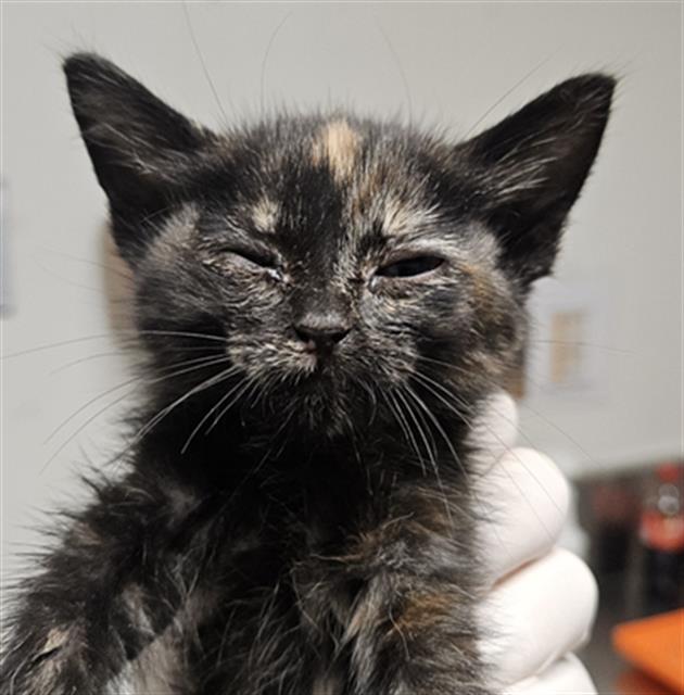 Shelter Stray Female Cat last seen Near BLOCK ROSE MARIE DR, BAKERSFIELD CA 93304, 3951 Fruitvale Ave, Bakersfield, CA 93308, USA