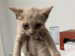 Shelter Stray Male Cat last seen Near BLOCK HALTER CT, BAKERSFIELD CA 93307, 3951 Fruitvale Ave, Bakersfield, CA 93308, USA