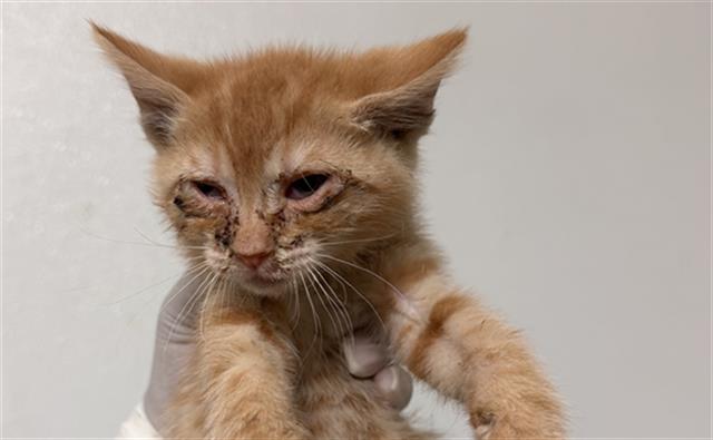 Shelter Stray Male Cat last seen Near BLOCK HALTER CT, BAKERSFIELD CA 93307, 3951 Fruitvale Ave, Bakersfield, CA 93308, USA