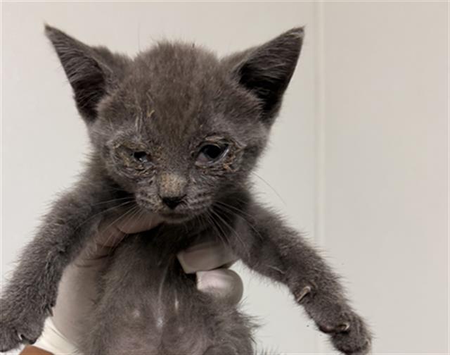 Shelter Stray Female Cat last seen Near BLOCK HALTER CT, BAKERSFIELD CA 93307, 3951 Fruitvale Ave, Bakersfield, CA 93308, USA
