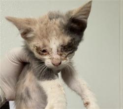 Shelter Stray Female Cat last seen Near BLOCK HALTER CT, BAKERSFIELD CA 93307, 3951 Fruitvale Ave, Bakersfield, CA 93308, USA