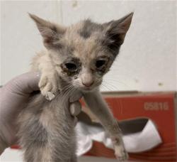 Shelter Stray Female Cat last seen Near BLOCK HALTER CT, BAKERSFIELD CA 93307, 3951 Fruitvale Ave, Bakersfield, CA 93308, USA
