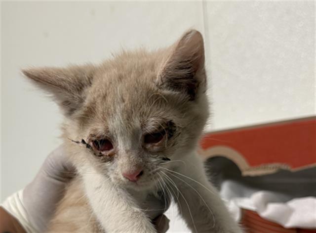 Shelter Stray Male Cat last seen Near BLOCK HALTER CT, BAKERSFIELD CA 93307, 3951 Fruitvale Ave, Bakersfield, CA 93308, USA