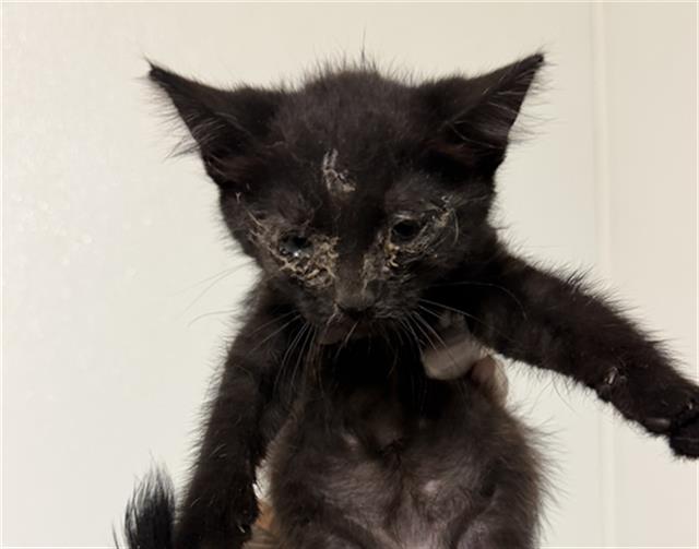 Shelter Stray Female Cat last seen Near BLOCK HALTER CT, BAKERSFIELD CA 93307, 3951 Fruitvale Ave, Bakersfield, CA 93308, USA