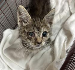 Shelter Stray Female Cat last seen N BELLE ST AND 15TH, 333 Chandler Pl, San Bernardino, CA 92408, USA