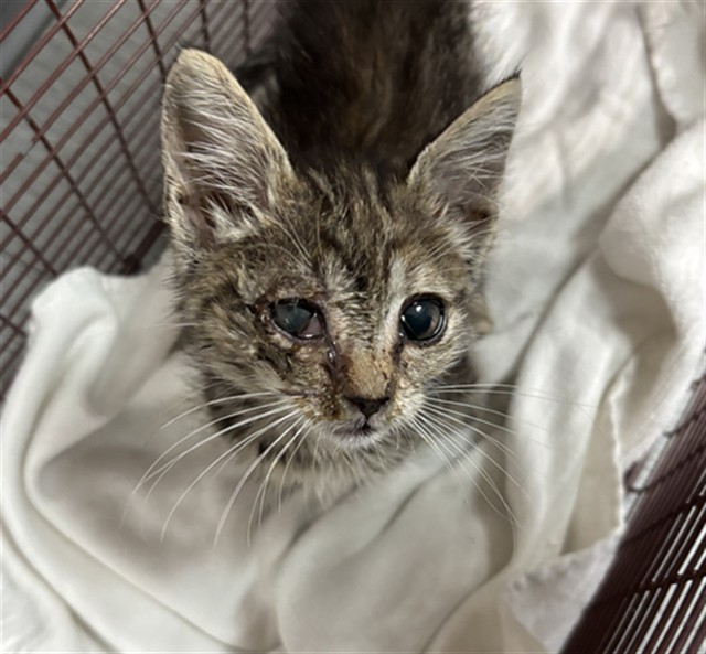 Shelter Stray Female Cat last seen N BELLE ST AND 15TH, 333 Chandler Pl, San Bernardino, CA 92408, USA