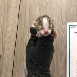 Shelter Stray Male Cat last seen Near BLOCK E PERALTA WAY, FRESNO CA 93703 3037, 5277 E Airways Blvd, Fresno, CA 93727, USA