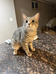 Reunited Male Cat last seen Near N Harrison St, Arlington, VA 22205, USA, Arlington, VA 22205