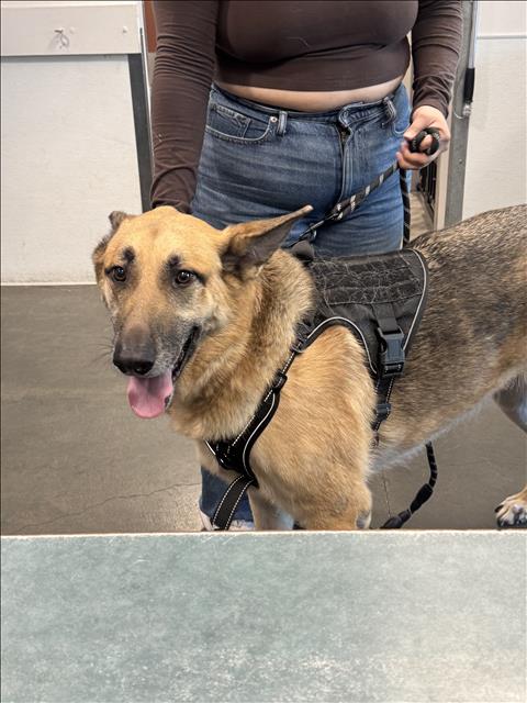 Shelter Stray Male Dog last seen , West Valley Animal Shelter, 20655 Plummer St, Chatsworth, CA 91311, USA