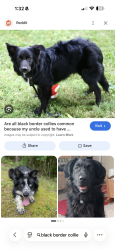 Found/Stray Unknown Dog last seen Originally spotted by Laporte, then ran towards mountain and then turned around and came back down Laporte, towards Lee Martinez, then to West Vine by Fort Collins utility services, Fort Collins, CO 80521