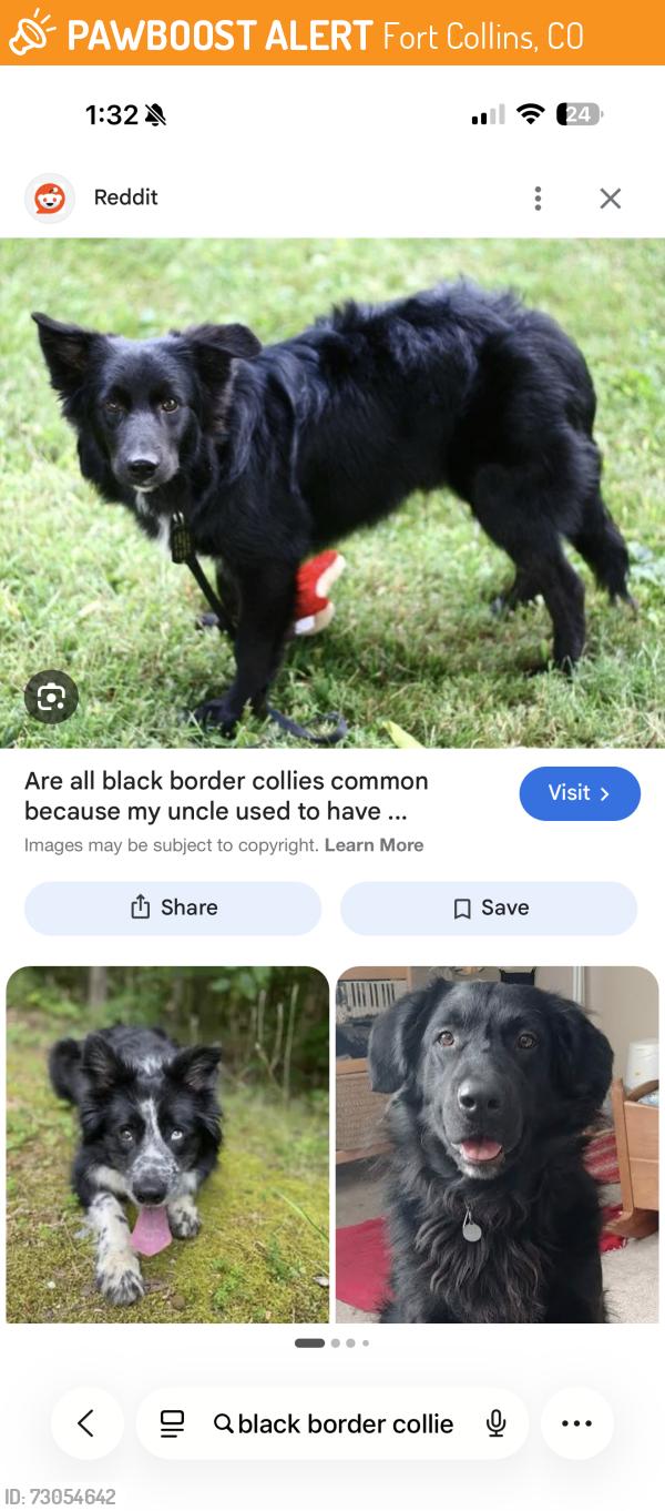 Found/Stray Unknown Dog last seen Originally spotted by Laporte, then ran towards mountain and then turned around and came back down Laporte, towards Lee Martinez, then to West Vine by Fort Collins utility services, Fort Collins, CO 80521