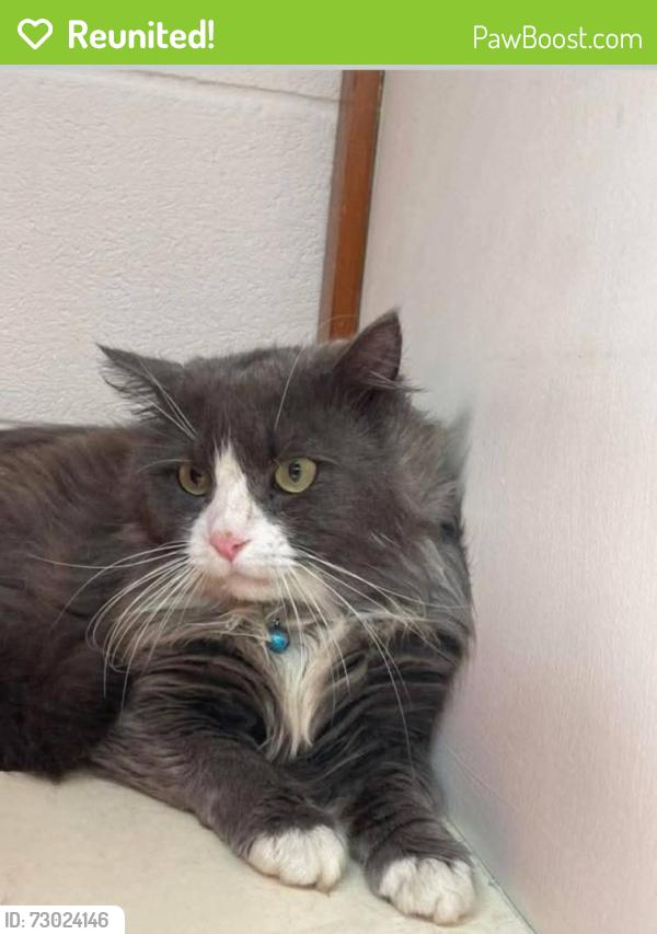 Reunited Male Cat last seen Manor road, clayton le woods , Clayton-le-Woods, England PR6