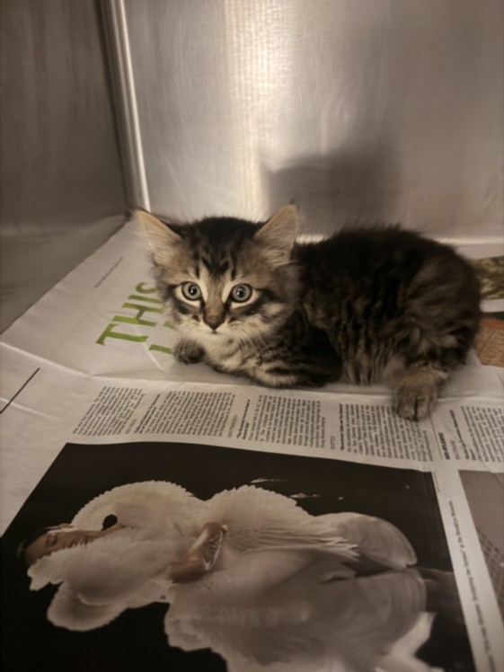 Shelter Stray Female Cat last seen , 14409 Vanowen St, Van Nuys, CA 91405, USA