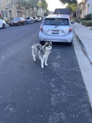 Reunited Unknown Dog last seen Alta st, Brentwood, CA 94513