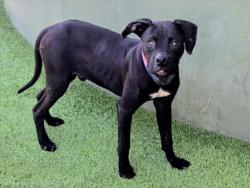 Shelter Stray Male Dog last seen , 14409 Vanowen St, Van Nuys, CA 91405, USA