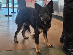 Shelter Stray Female Dog last seen , 14409 Vanowen St, Van Nuys, CA 91405, USA