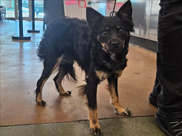 Shelter Stray Female Dog last seen , 14409 Vanowen St, Van Nuys, CA 91405, USA