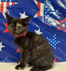 Shelter Stray Female Cat last seen , 957 N Gaffey St, San Pedro, CA 90731, USA