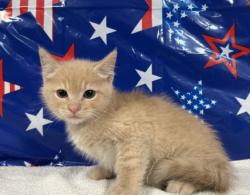 Shelter Stray Male Cat last seen , 957 N Gaffey St, San Pedro, CA 90731, USA