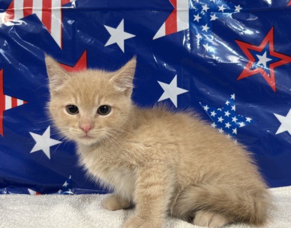 Shelter Stray Male Cat last seen , 957 N Gaffey St, San Pedro, CA 90731, USA
