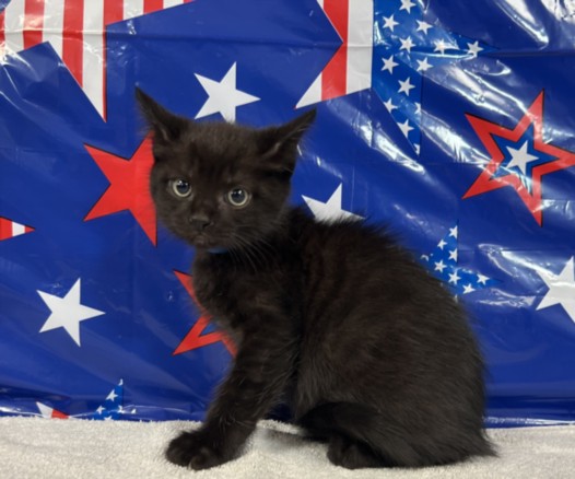 Shelter Stray Male Cat last seen , 957 N Gaffey St, San Pedro, CA 90731, USA