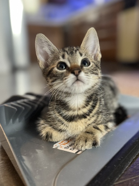 Shelter Stray Male Cat last seen , 957 N Gaffey St, San Pedro, CA 90731, USA