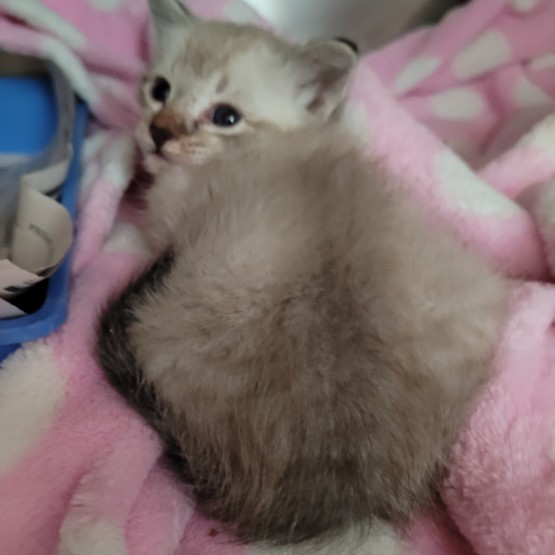 Shelter Stray Male Cat last seen , 1850 W 60th St, Los Angeles, CA 90047, USA
