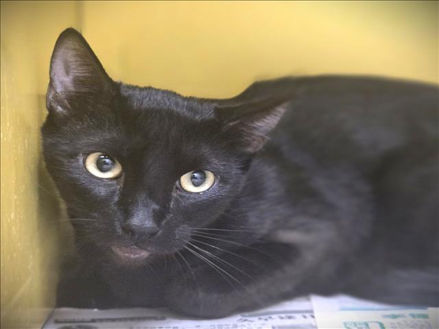 Shelter Stray Female Cat last seen , 3201 Lacy St, Los Angeles, CA 90031, USA