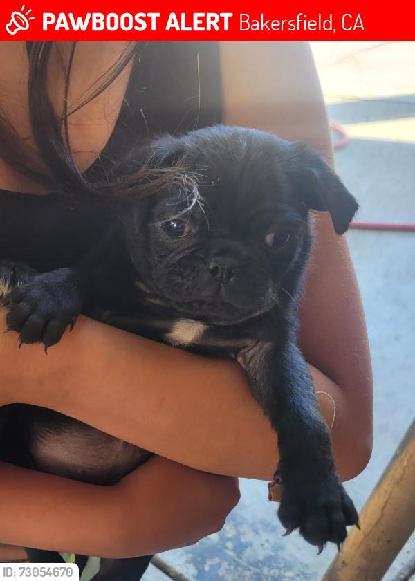 Lost Female Dog last seen E 18th st and Gage st, Bakersfield, CA 93305