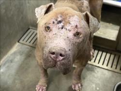 Shelter Stray Male Dog last seen , 1850 W 60th St, Los Angeles, CA 90047, USA