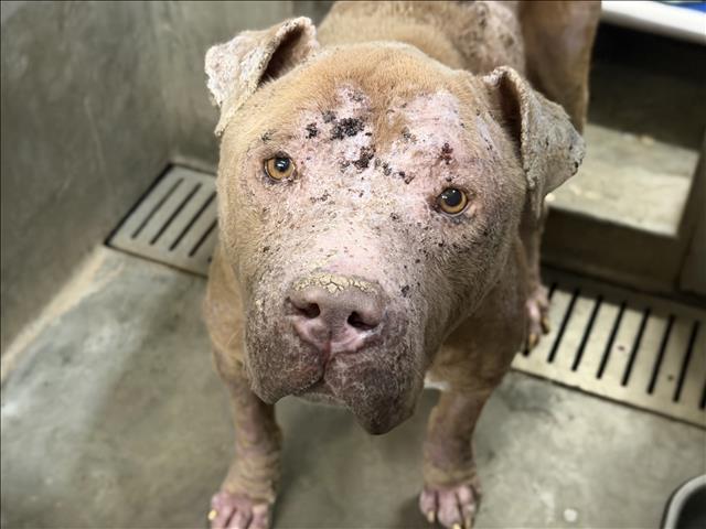 Shelter Stray Male Dog last seen , 1850 W 60th St, Los Angeles, CA 90047, USA